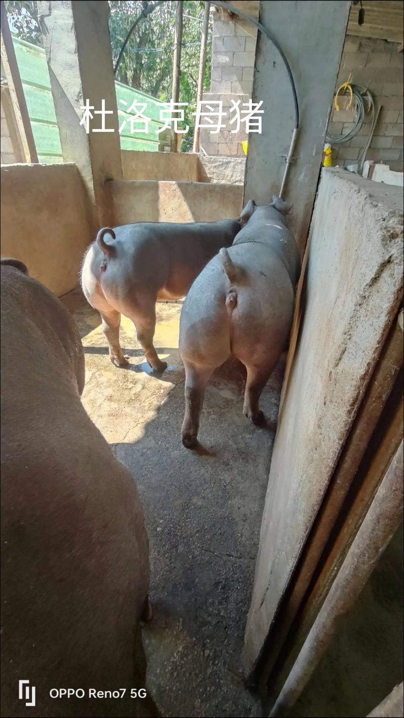 杜洛克母猪养殖技术关键点有哪些?-图1 杜洛克母猪养殖技术关键点有哪些?-图1