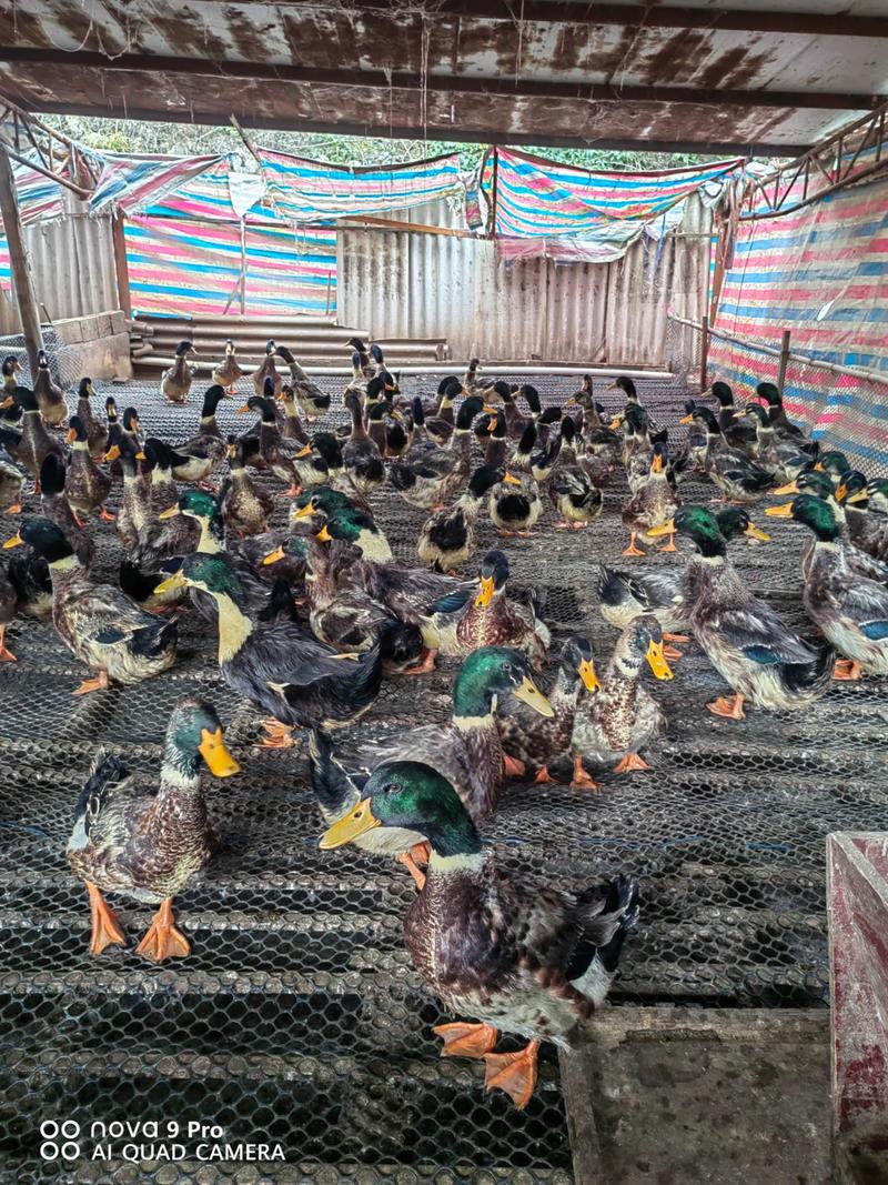 网上肉鸭养殖技术视频,能快速学会养鸭吗?-图1 网上肉鸭养殖技术视频,能快速学会养鸭吗?-图1