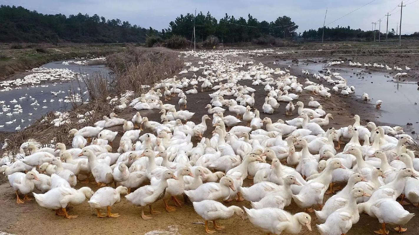 网上肉鸭养殖技术视频,能快速学会养鸭吗?-图2 网上肉鸭养殖技术视频,能快速学会养鸭吗?-图2