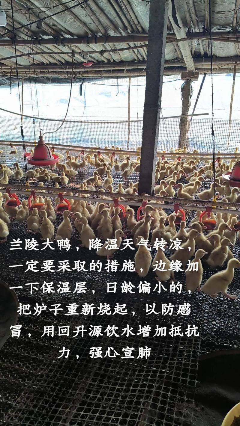 网上肉鸭养殖技术视频,能快速学会养鸭吗?-图3 网上肉鸭养殖技术视频,能快速学会养鸭吗?-图3
