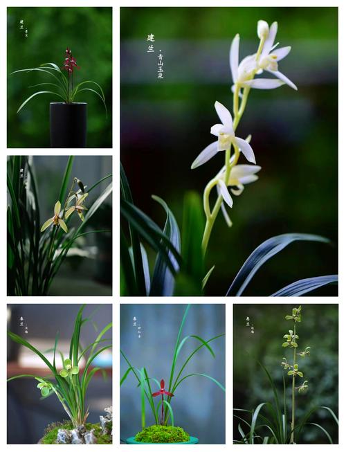 哪种兰花草品种最珍贵?-图1 哪种兰花草品种最珍贵?-图1