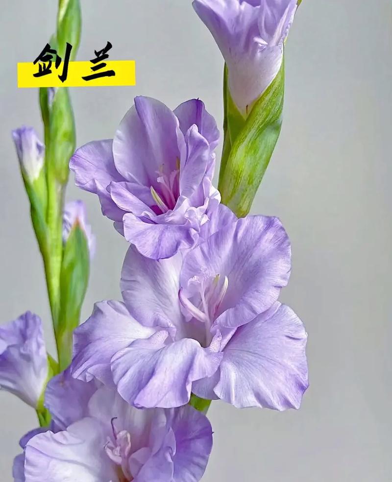 哪种兰花草品种最珍贵?-图3 哪种兰花草品种最珍贵?-图3