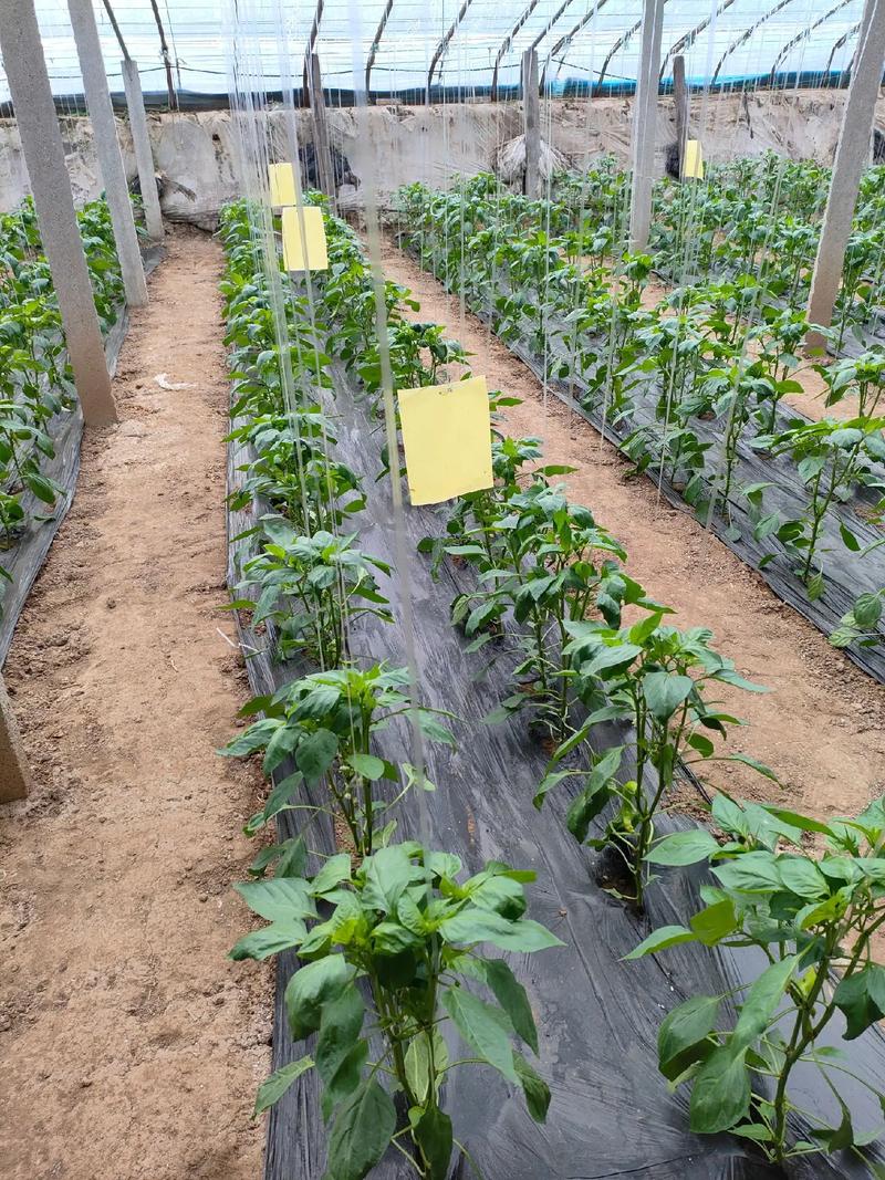 果桑大棚种植技术视频有哪些要点？-图3