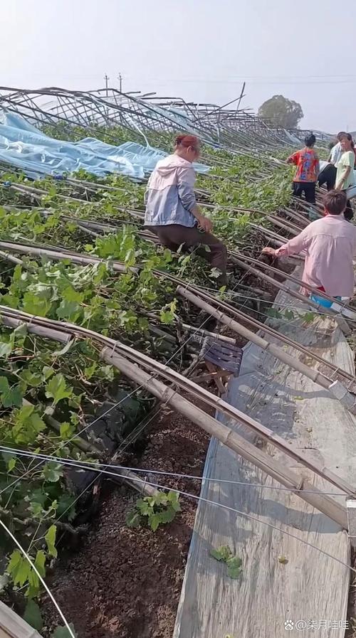 果桑大棚种植技术视频有哪些要点?-图1 果桑大棚种植技术视频有哪些要点?-图1