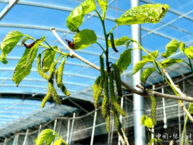 果桑大棚种植技术视频有哪些要点？-图2