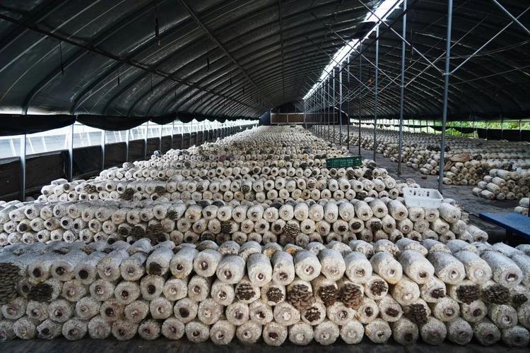 秋季平菇种植技术视频要点有哪些?-图2 秋季平菇种植技术视频要点有哪些?-图2