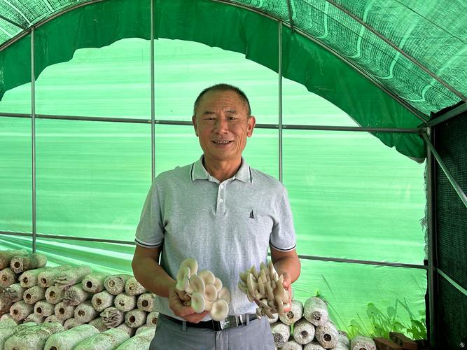 秋季平菇种植技术视频要点有哪些?-图3 秋季平菇种植技术视频要点有哪些?-图3