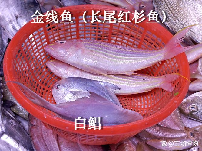 广东水产品出口主打哪些品种？-图2