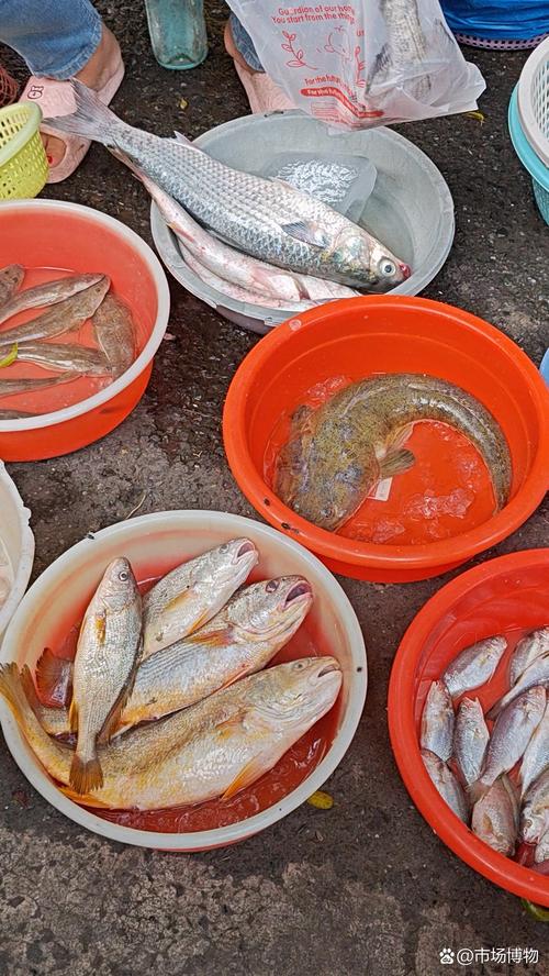 广东水产品出口主打哪些品种?-图1 广东水产品出口主打哪些品种?-图1