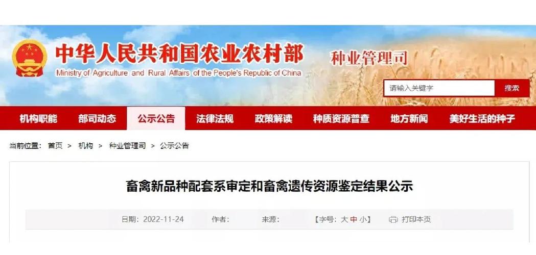 一胎多羔羊品种选啥好？-图2