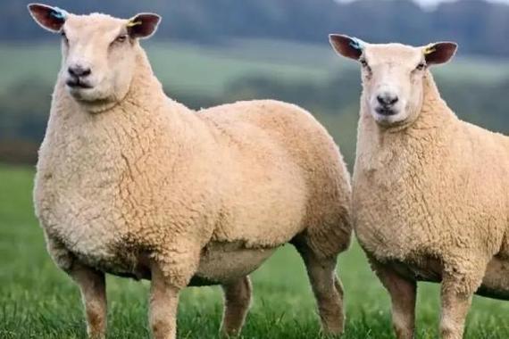 一胎多羔羊品种选啥好?-图1 一胎多羔羊品种选啥好?-图1
