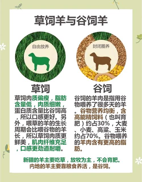 一胎多羔羊品种选啥好?-图3 一胎多羔羊品种选啥好?-图3