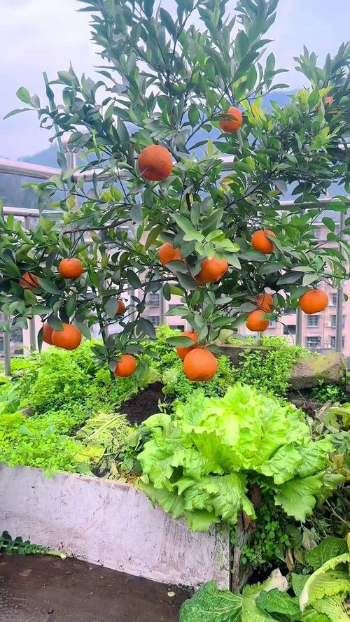 沃柑种植技术视频图片-图2 沃柑种植技术视频图片-图2