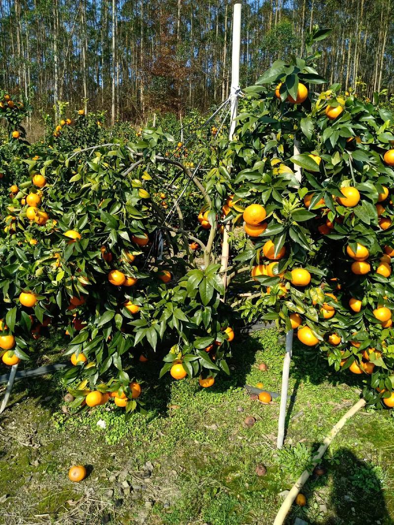 沃柑种植技术视频图片-图3 沃柑种植技术视频图片-图3
