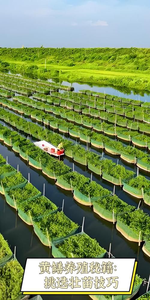 鳝鱼养殖技术与管理关键点有哪些?-图2 鳝鱼养殖技术与管理关键点有哪些?-图2