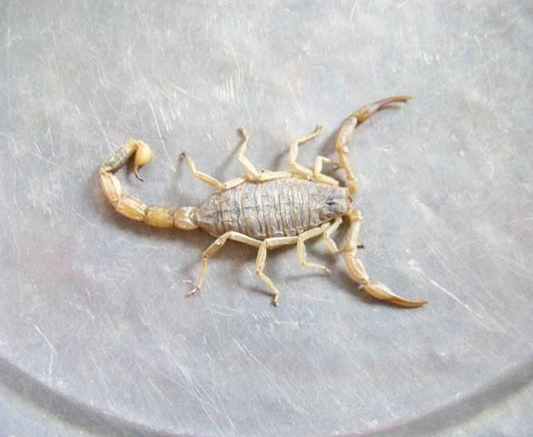 2025年东亚钳蝎价格会涨还是跌？-图3