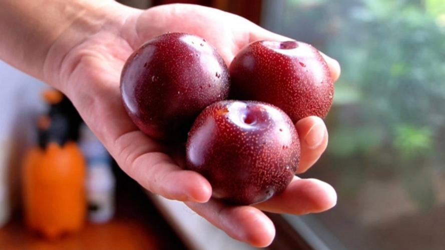 七月李子品种有哪些?-图1 七月李子品种有哪些?-图1