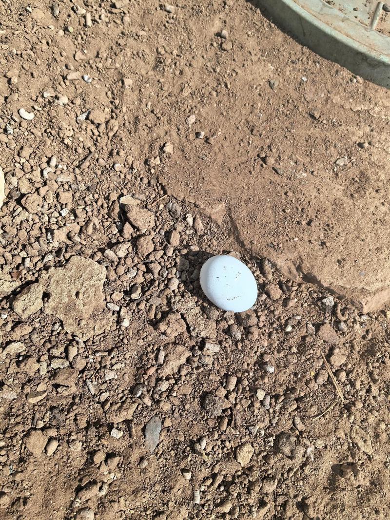 果园鹅养殖技术视频,如何高效管理?-图1 果园鹅养殖技术视频,如何高效管理?-图1