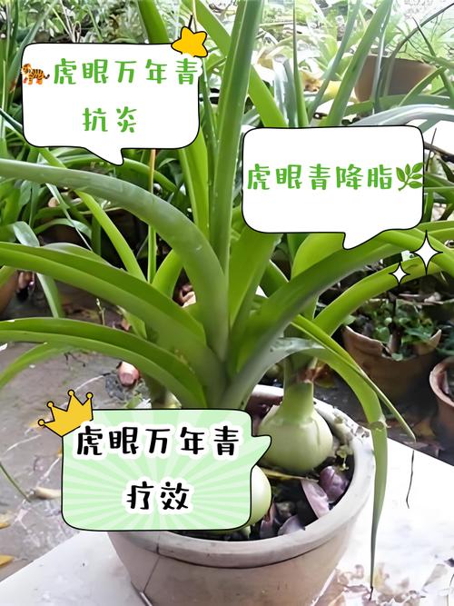 万年青老品种图片有何功效?-图1 万年青老品种图片有何功效?-图1