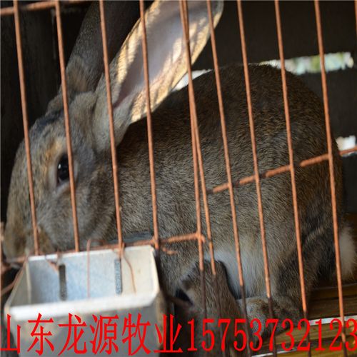 2025年獭兔种苗价格会涨还是跌？-图2