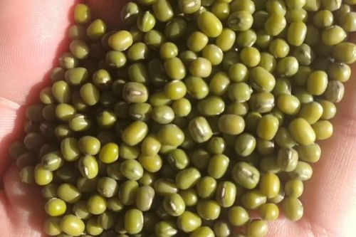 2025年芽豆价格会涨还是跌？-图2