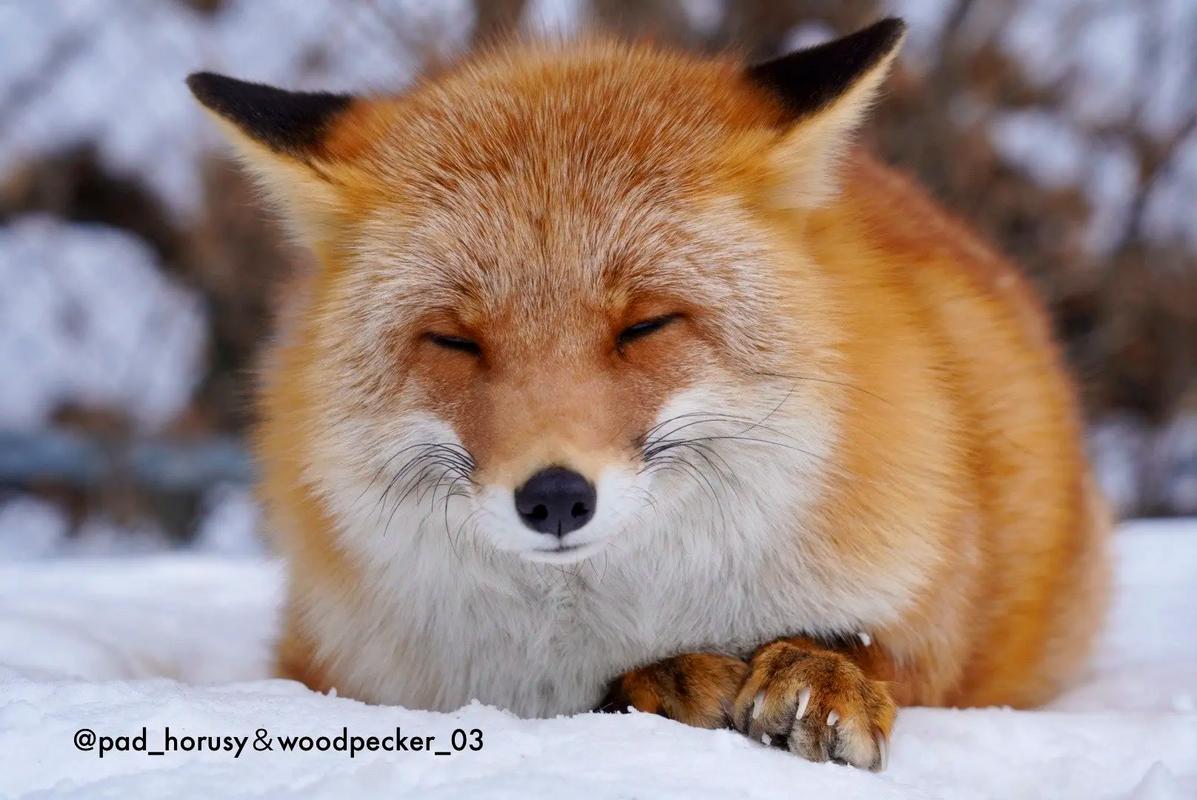 2025年狐狸最新价格是多少？-图2