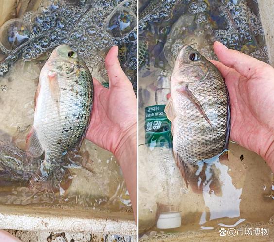 广州水产市场罗非鱼价格为何波动?-图3 广州水产市场罗非鱼价格为何波动?-图3