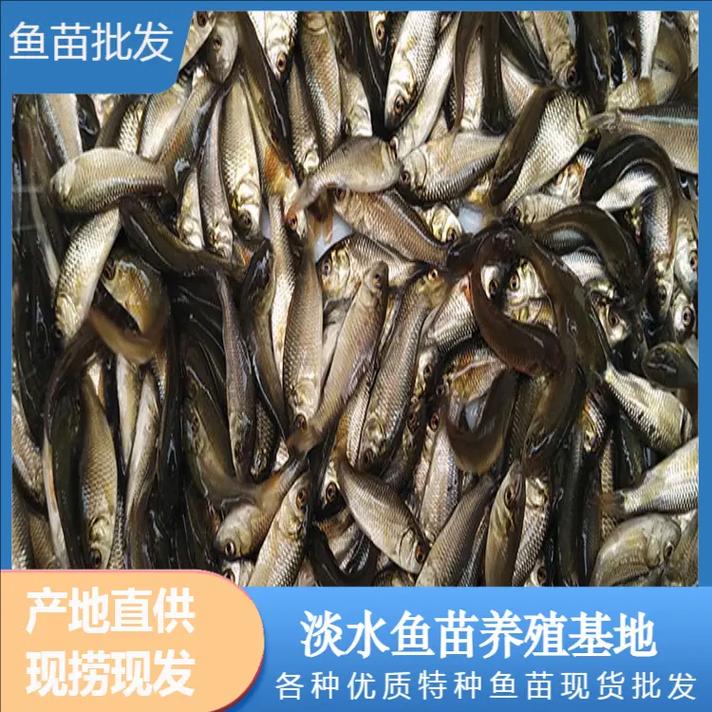 广州水产市场罗非鱼价格为何波动?-图2 广州水产市场罗非鱼价格为何波动?-图2