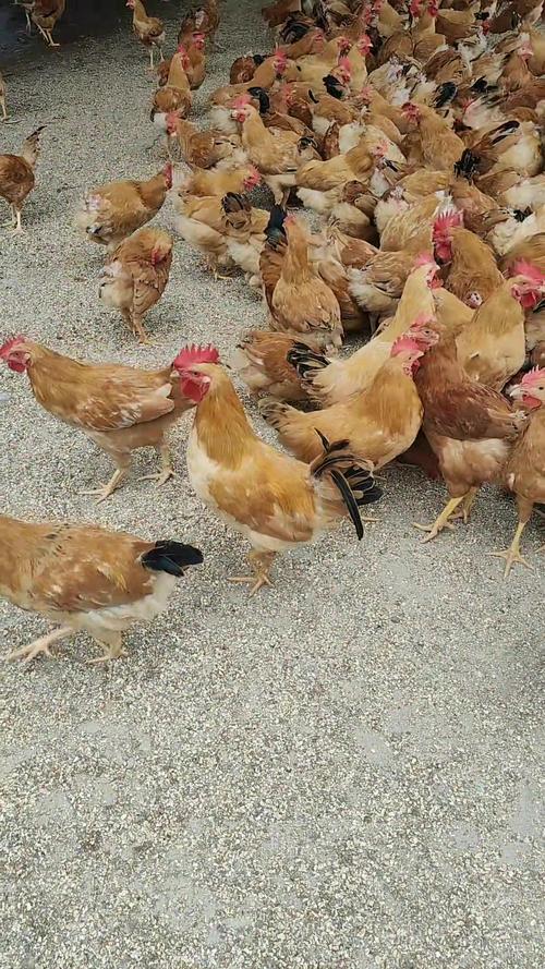 请问哪一种草鸡品种好-图2 请问哪一种草鸡品种好-图2