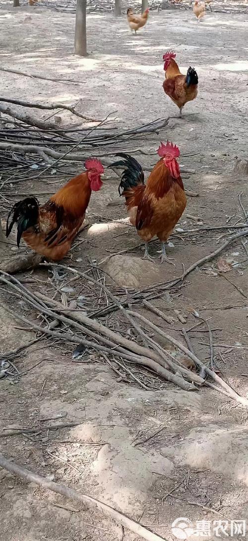 请问哪一种草鸡品种好-图1 请问哪一种草鸡品种好-图1