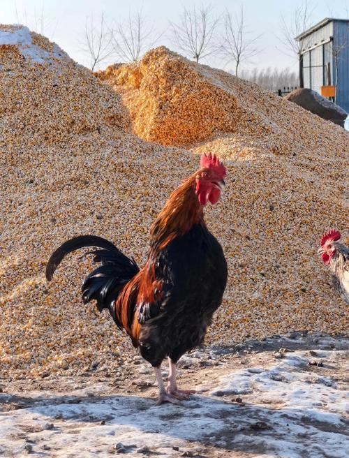 请问哪一种草鸡品种好-图3 请问哪一种草鸡品种好-图3