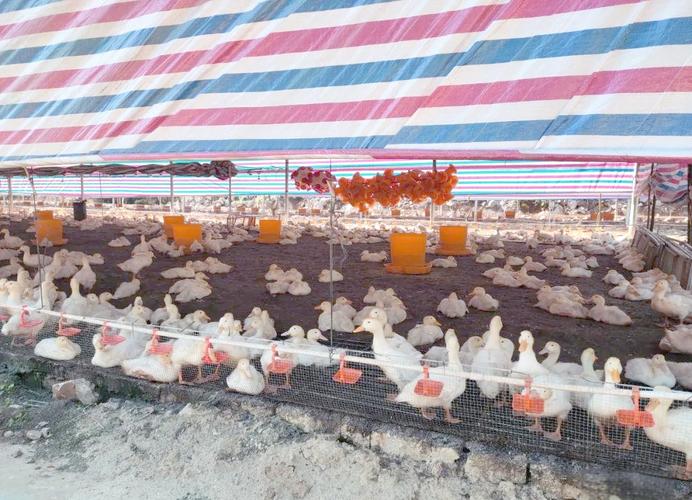 今年大棚肉鸭养殖技术-图1 今年大棚肉鸭养殖技术-图1