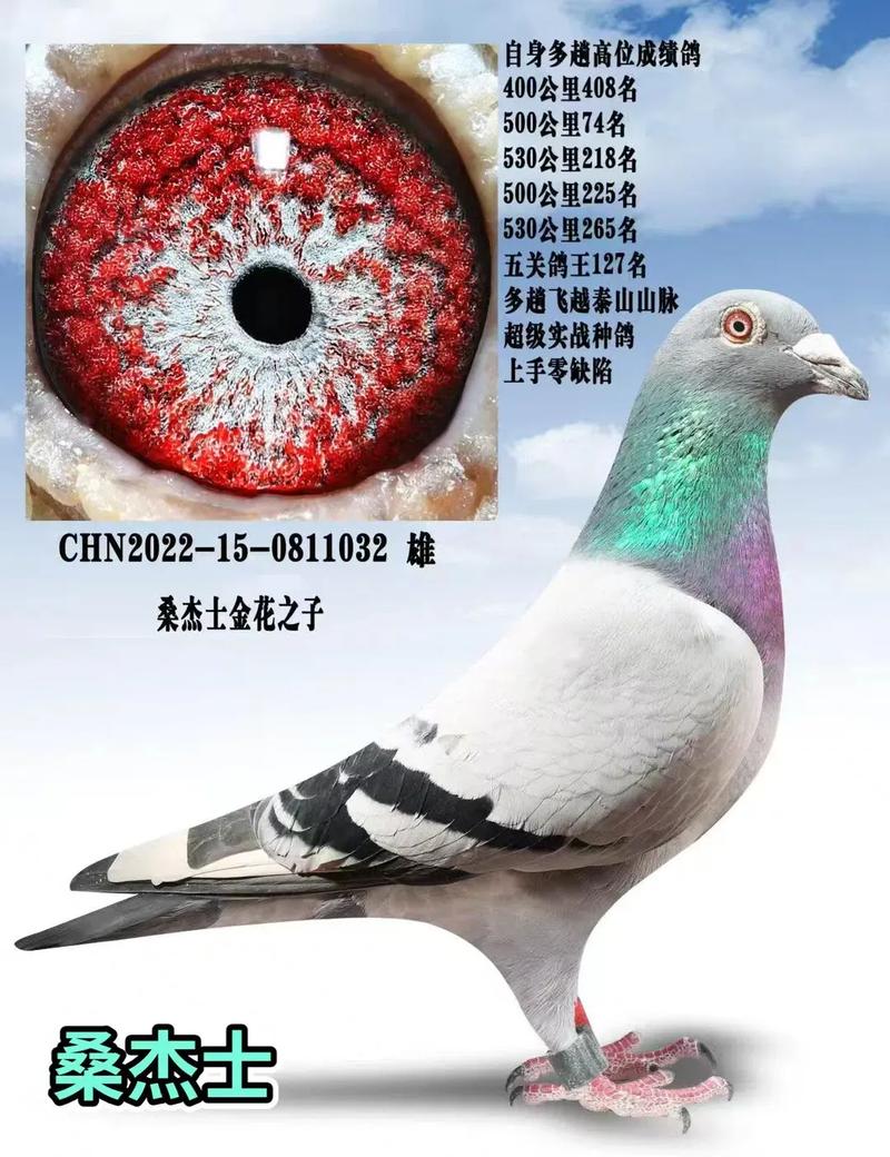 种鸽属于哪个品种?-图3 种鸽属于哪个品种?-图3