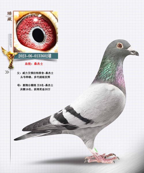 种鸽属于哪个品种?-图2 种鸽属于哪个品种?-图2