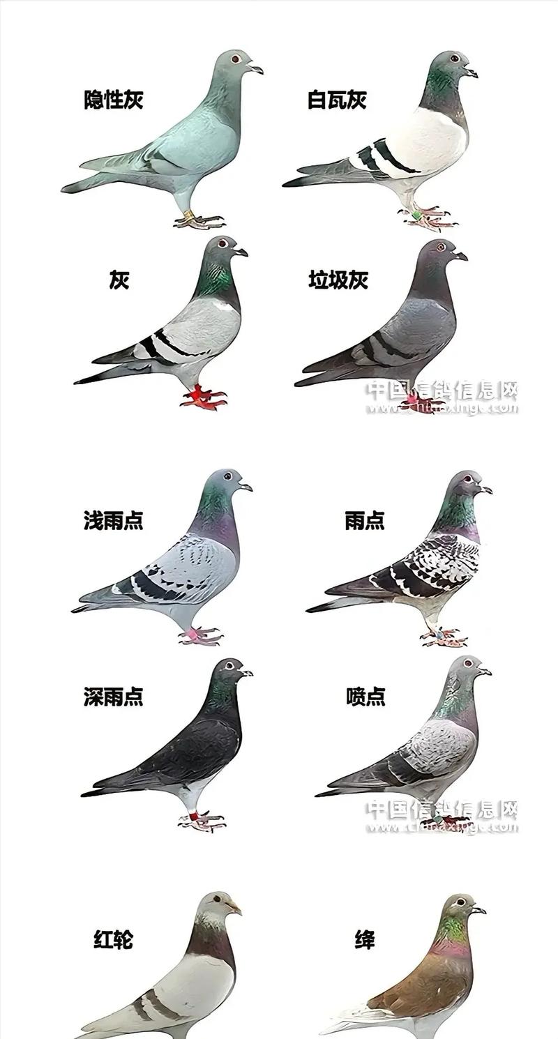 种鸽属于哪个品种?-图1 种鸽属于哪个品种?-图1