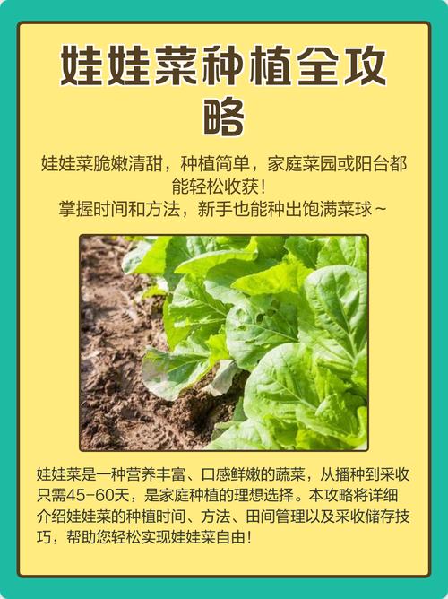 娃娃菜种植视频有哪些关键技术要点?-图1 娃娃菜种植视频有哪些关键技术要点?-图1