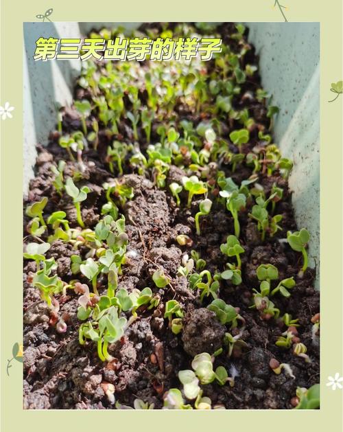 娃娃菜种植视频有哪些关键技术要点?-图2 娃娃菜种植视频有哪些关键技术要点?-图2