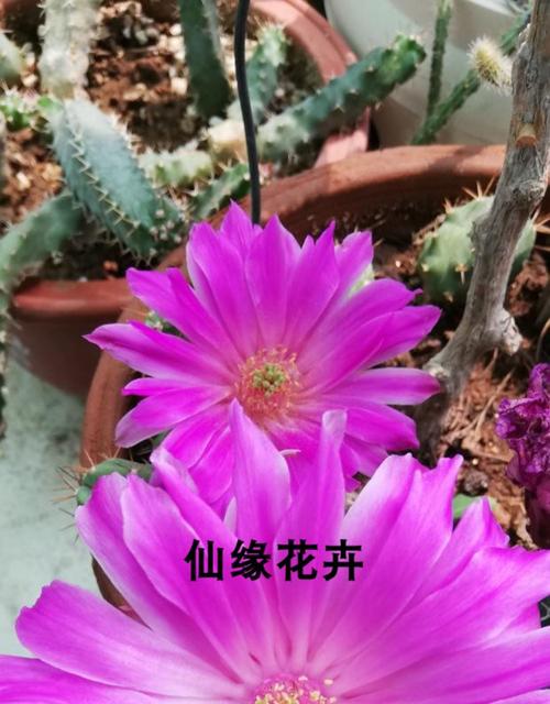 紫花仙人球品种有哪些?-图1 紫花仙人球品种有哪些?-图1