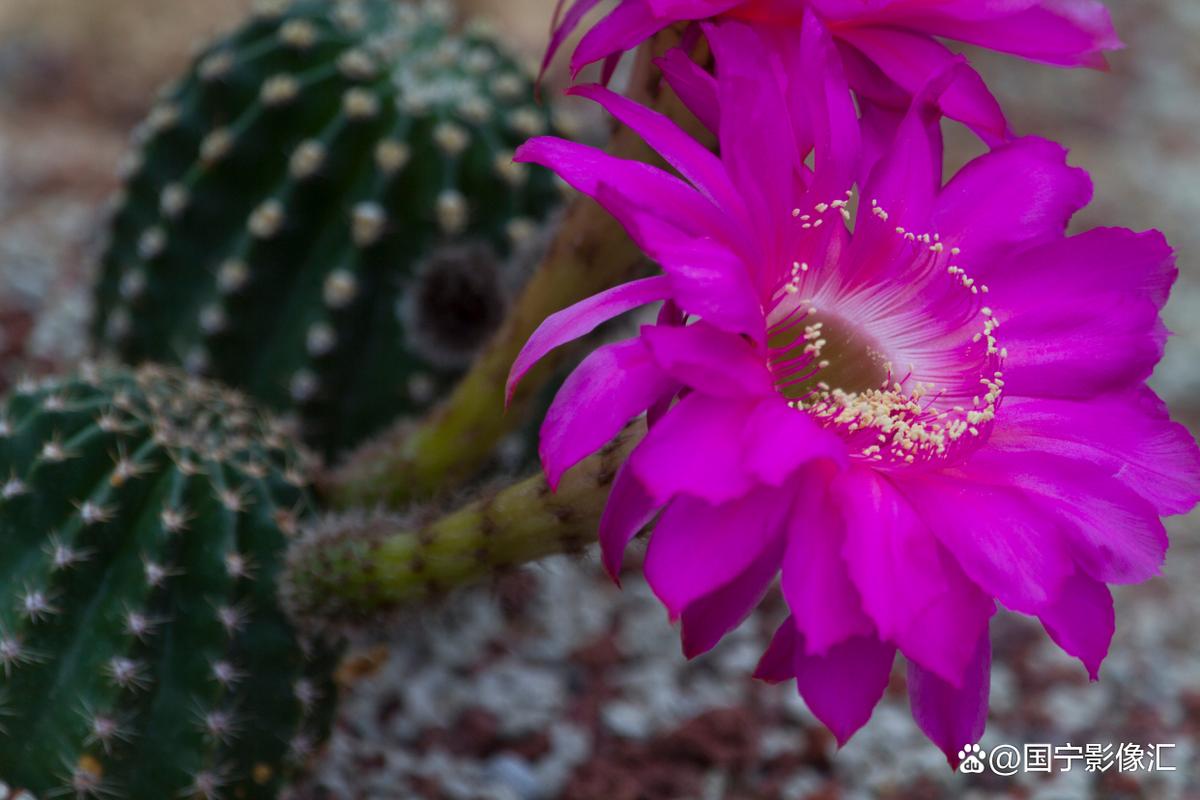 紫花仙人球品种有哪些？-图2