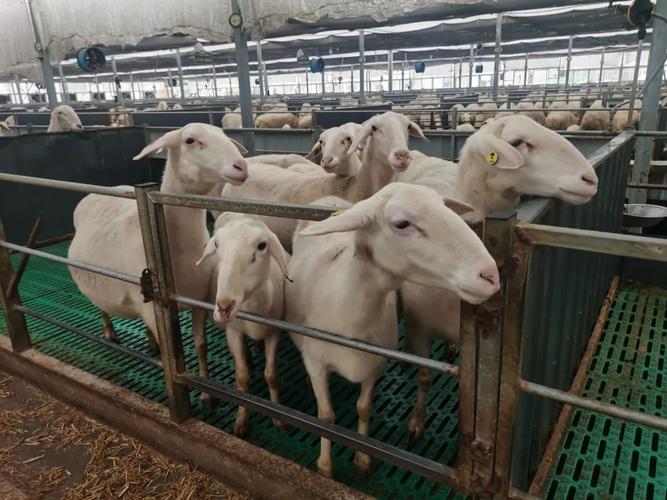 湖羊养殖技术有哪些关键要点?-图1 湖羊养殖技术有哪些关键要点?-图1