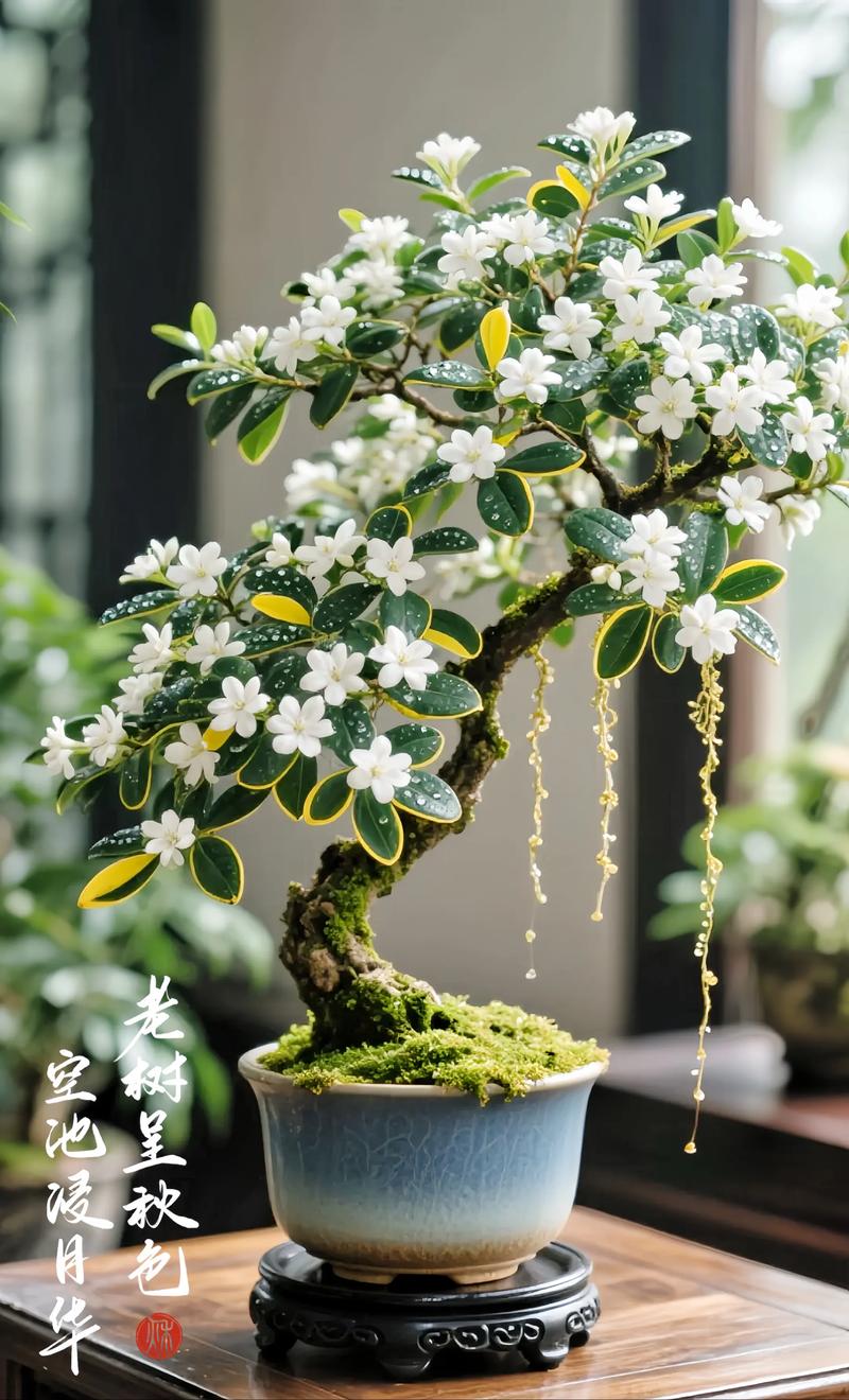 六月雪哪个品种最值得养？-图1