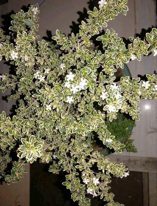 六月雪哪个品种最值得养？-图2