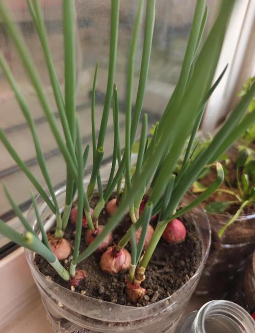 小葱头怎么种?关键技术和步骤有哪些?-图1 小葱头怎么种?关键技术和步骤有哪些?-图1