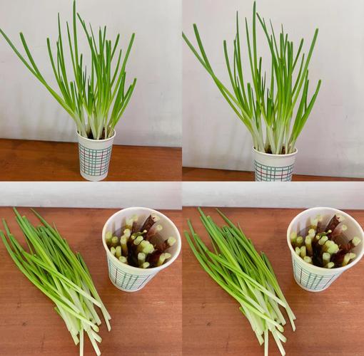 小葱头怎么种?关键技术和步骤有哪些?-图3 小葱头怎么种?关键技术和步骤有哪些?-图3