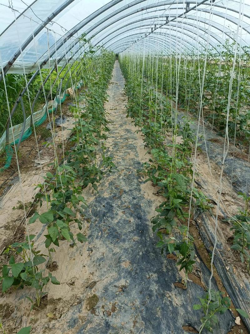 秋季长豆角如何高产种植？-图2