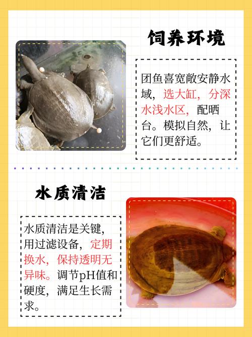 甲鱼养殖方法与技术有哪些关键要点?-图2 甲鱼养殖方法与技术有哪些关键要点?-图2