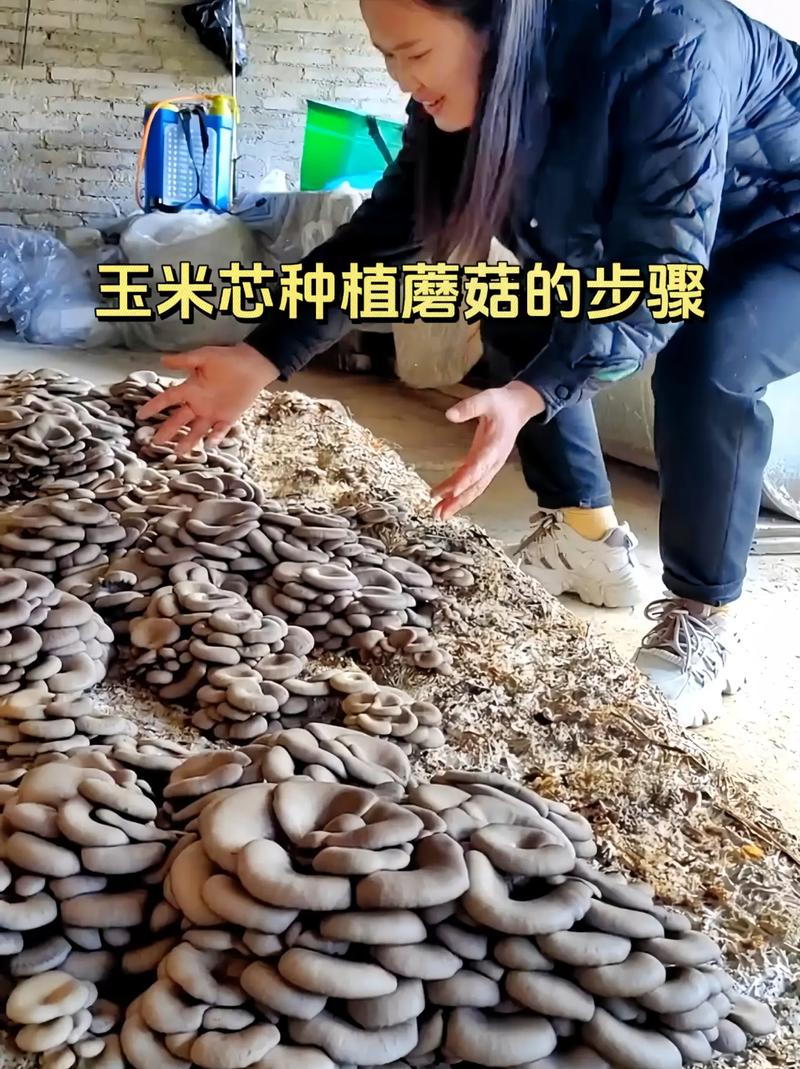 食用菌种植视频,关键技术要点有哪些?-图1 食用菌种植视频,关键技术要点有哪些?-图1