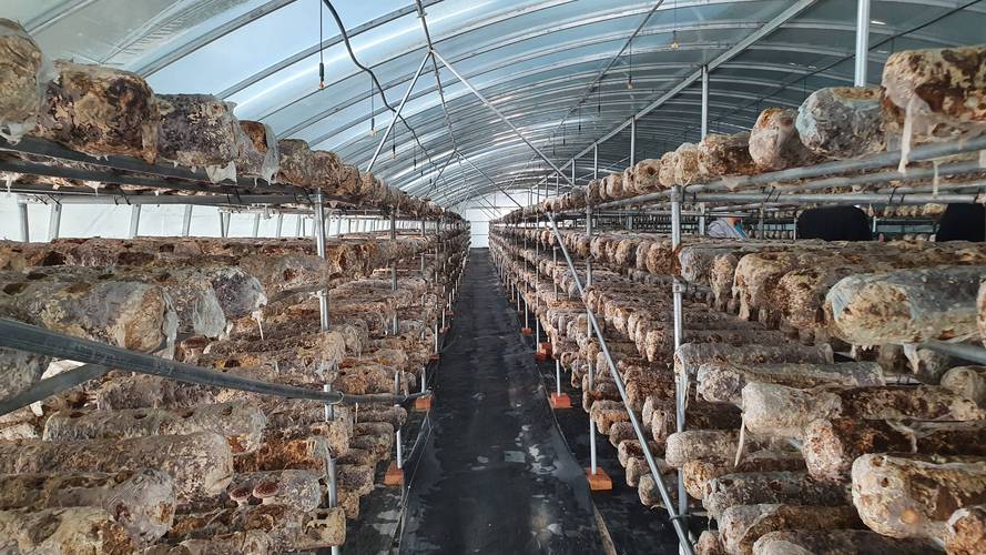 食用菌种植视频,关键技术要点有哪些?-图3 食用菌种植视频,关键技术要点有哪些?-图3