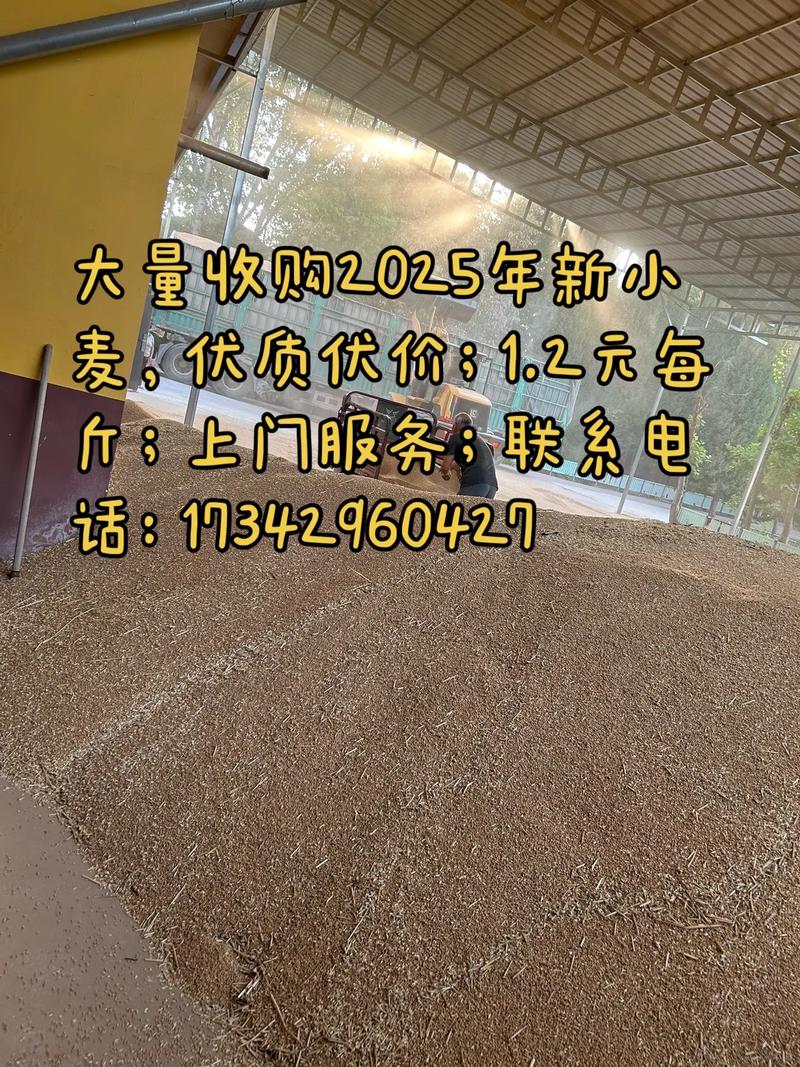 2025年湖北小麦价格会涨还是跌?-图3 2025年湖北小麦价格会涨还是跌?-图3