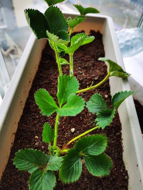 草莓盆栽种植视频,关键步骤有哪些?-图1 草莓盆栽种植视频,关键步骤有哪些?-图1